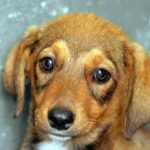 Cani ed emozioni, spesso le fraintendiamo: ecco perché