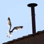 Conclave, l'ornitologo: Il gabbiano sul comignolo è a casa sua e non teme la folla