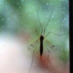 Chikungunya, Ecdc: 70 casi dopo viaggi alle Seychelles, per i turisti rischio alto