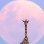 Luna di Fragola in arrivo, cosa succede l'11 giugno 2025 e come osservarla