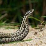 Morso di vipera, cosa fare? Calma primo antidoto per non diffondere il veleno