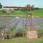 Roma profuma di lavanda: torna la terza edizione della Festa al Lavandeto