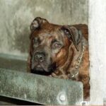 Aggredito da pitbull, il racconto: Io tra pochi sopravvissuti, vivo grazie a un passante