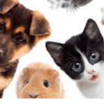 Animali, Delivero: cresce di oltre il 1300% domanda di pet food e prodotti correlati