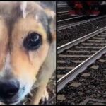 Cagnolina legata sui binari e uccisa, la confessione choc: Mi hanno chiesto di farlo