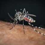 Chikungunya, il 'caso zero' nel bolognese è importato: nessuna infezione autoctona