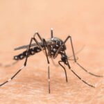 Nel Lazio primi 2 casi autoctoni di West Nile, oggi cabina di regia in Regione