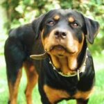 Pisa, donna morsa al volto dal rottweiler di famiglia