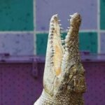 Svelato il mistero del coccodrillo a Ladispoli, il sindaco: Era un giocattolo, denuncia per procura...