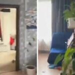 Terremoto oggi da Kamkatchka a Giappone, la casa trema per un minuto