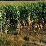 Vicenza, bracciante agricolo trovato morto in un campo di mais a Sossano