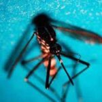 West Nile, Fism: Apprezzamento per attività Dipartimento Prevenzione ministero Salute