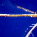 West Nile, quarta vittima nel Lazio: morta 93enne