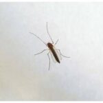 West Nile, saliti a 9 i morti in Italia. Bassetti: Non intasare i pronto soccorso