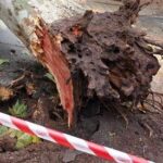 Albero cade su auto nel Materano, morto un ragazzo