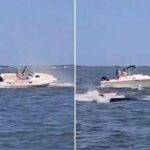 Balena contro barca, animale muore e uomo in mare