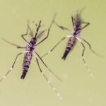 Chikungunya, cosa stiamo sbagliando? Zanzare avanzano e servono più dati