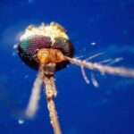 Dalla Dengue al West Nile, quale zanzara le trasmette: come riconoscerle