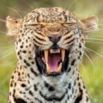 Dalle zebre di Orbán ai leopardi per Trump: leader mondiali e bizzarri zoo privati
