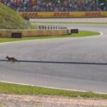 Formula 1, 'invasione di campo' in Olanda. Leclerc: C'è una volpe in pista
