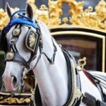 In pensione Tyrone, il cavallo più amato dalla regina Elisabetta