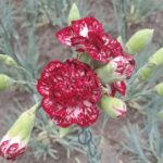 Turismo, un fiore 'divino' con un nome da re: in Rep. Ceca svelata la nuova varietà del garofano di ...