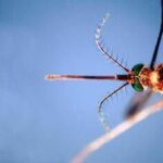 West Nile, il bollettino Iss: 27 morti e a 430 i casi da inizio anno