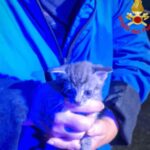 Chiuso in un sacchetto e gettato in una campana del vetro, salvato gattino di 20 giorni