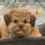 Il cane con la faccia umana, Max è virale sui social: Somiglia a mio nipote