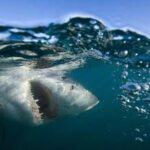 Squalo attacca due ragazzi in Australia, morta una ventenne