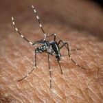 West Nile, Bassetti: Non è finita, avremo casi fino a ottobre