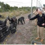 Addio a Jane Goodall, la donna che parlava con gli scimpanzé