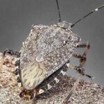 Cimice asiatica, torna l’emergenza: danni record a pere e mais, allarme degli agricoltori