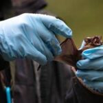 Coronavirus, pipistrelli e suini, lo studio sui rischi negli allevamenti del Nord Italia