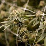 Farmaco con cannabis funziona contro dolore cronico, lo studio