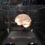 Medicina, neurologi: L'innovazione può cambiare la storia di molte malattie ma serve equità