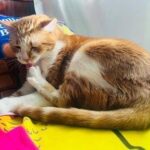Supercat show, sfilate adozioni e miao-mercatino per la mostra felina internazionale
