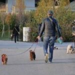 Cani, tumori cerebrali e artrosi: cura innovativa con staminali