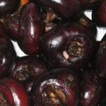 Castagne d’acqua, lo snack che protegge fegato e cervello: cosa sono e come si mangiano