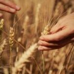 Mondelez, Mangiarotti: Con Harmony supportiamo introduzione di tecniche di agricoltura rigenerativa...