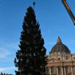 Piazza San Pietro, arriva il Natale: innalzato l'abete gigante da 27 metri