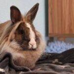 Allarme leishmaniosi in Europa, cos'è la malattia e quali animali la trasmettono