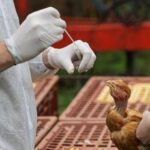 Aviaria, Bassetti: Sarà prossima pandemia, si tratta solo di stabilire quando accadrà