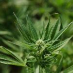 Cannabis light, Consiglio Stato accoglie ricorso: le aziende possono continuare a lavorare