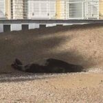 La foca monaca arriva a Numana, spunta la ricompensa: 1000 euro se non la disturbate