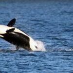 Le orche si alleano con i delfini? La nuova 'strategia' nella caccia ai salmoni