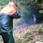Partecipa a battuta di caccia al cinghiale ma l'animale lo carica alle spalle: cacciatore in ospedal...