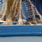 Salmonella nelle telline di Maccarese, divieto temporaneo raccolta e consumo
