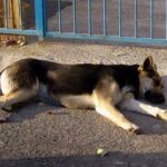 Uccide il cane a calci ma il fratellino lo vede e chiama i carabinieri: giovane denunciato nel Nuore...