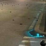 Capodanno, strage di uccelli a Roma ma la foto sui social è un fake